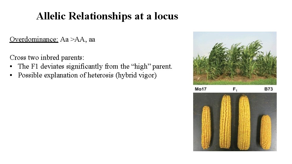 Allelic Relationships at a locus Overdominance: Aa >AA, aa Cross two inbred parents: •