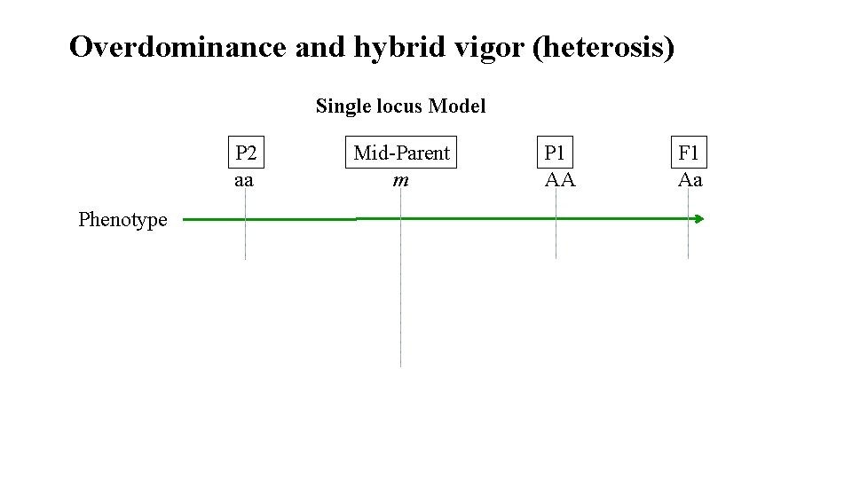 Overdominance and hybrid vigor (heterosis) Single locus Model P 2 aa Phenotype Mid-Parent m