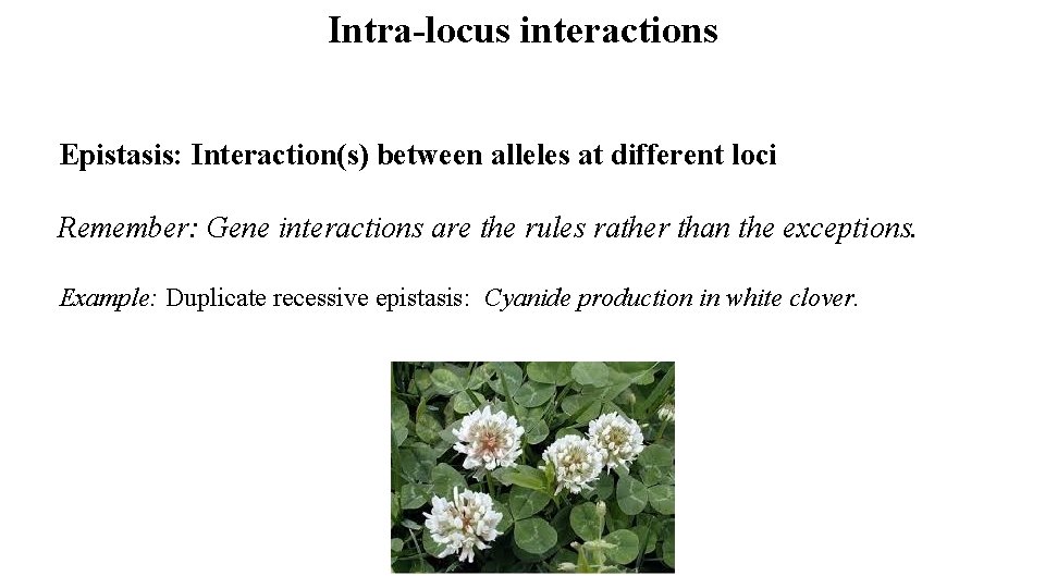 Intra-locus interactions Epistasis: Interaction(s) between alleles at different loci Remember: Gene interactions are the