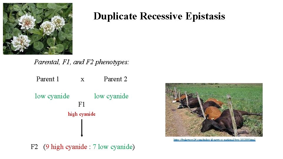 Duplicate Recessive Epistasis Parental, F 1, and F 2 phenotypes: Parent 1 x low