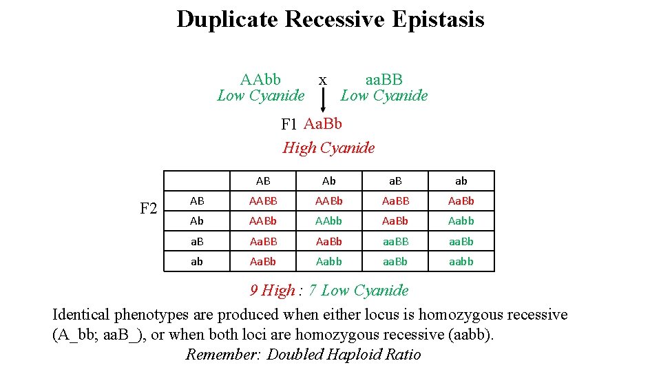 Duplicate Recessive Epistasis AAbb x aa. BB Low Cyanide F 1 Aa. Bb High