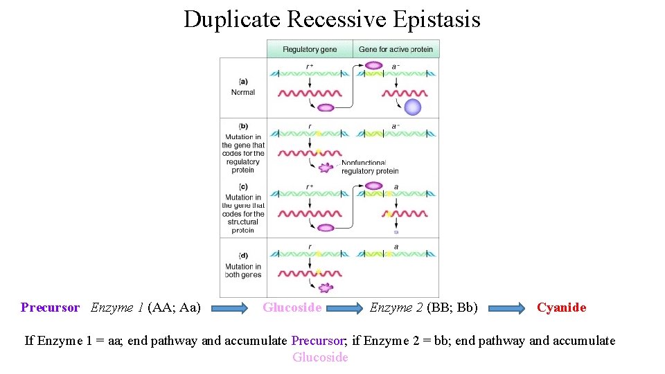 Duplicate Recessive Epistasis Precursor Enzyme 1 (AA; Aa) Glucoside Enzyme 2 (BB; Bb) Cyanide