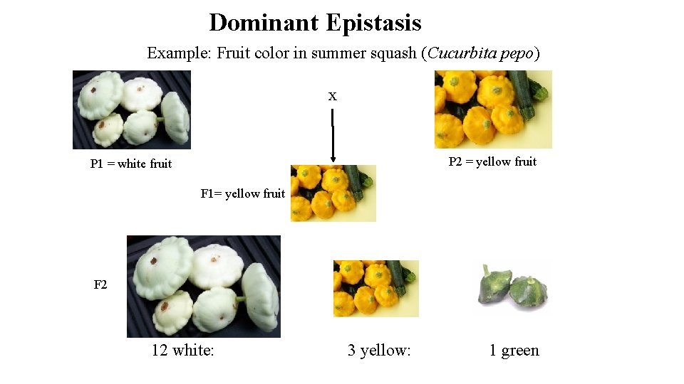 Dominant Epistasis Example: Fruit color in summer squash (Cucurbita pepo) x P 2 =