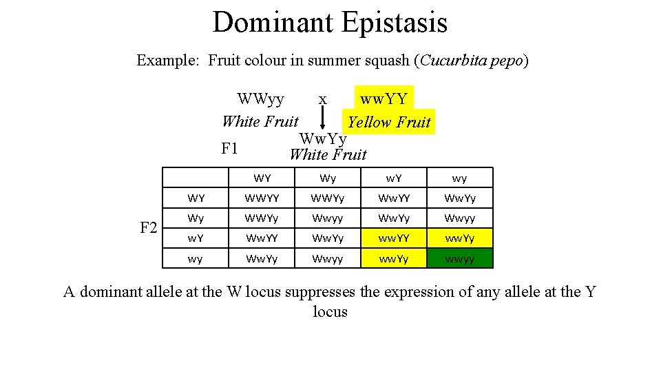 Dominant Epistasis Example: Fruit colour in summer squash (Cucurbita pepo) WWyy White Fruit ww.