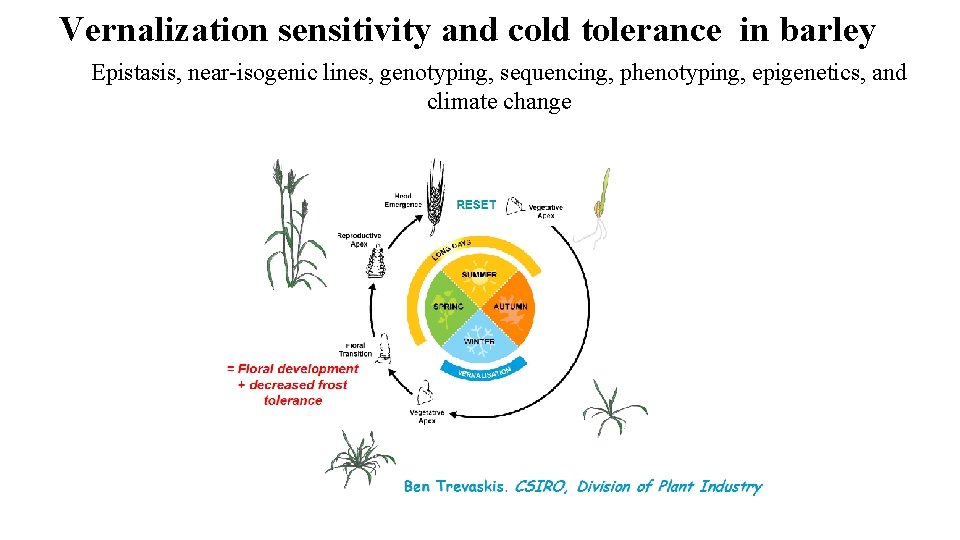 Vernalization sensitivity and cold tolerance in barley Epistasis, near-isogenic lines, genotyping, sequencing, phenotyping, epigenetics,