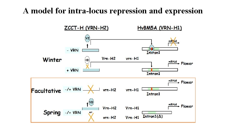 A model for intra-locus repression and expression 