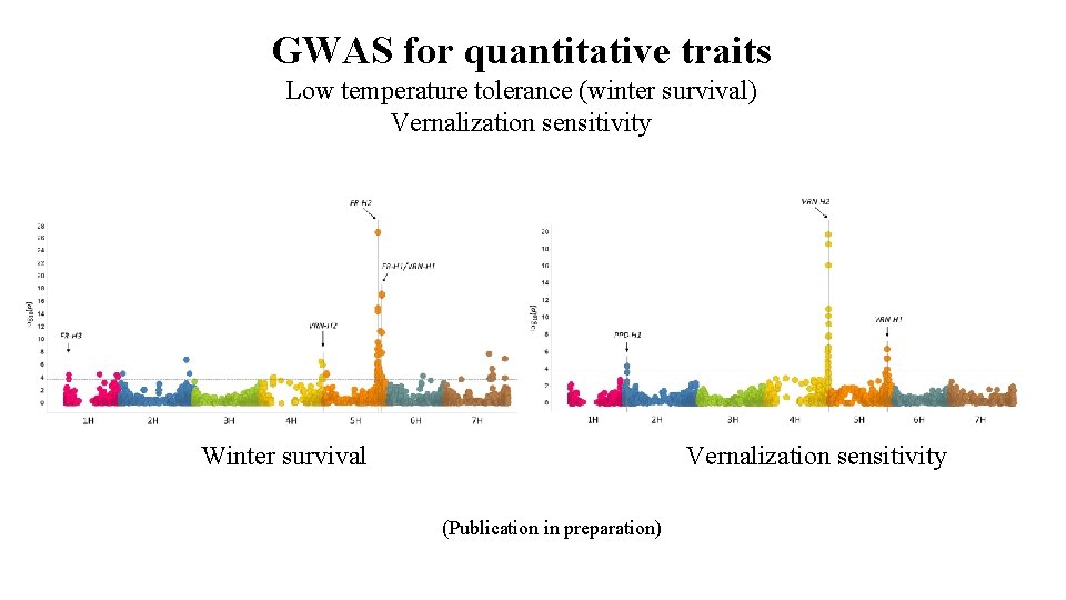 GWAS for quantitative traits Low temperature tolerance (winter survival) Vernalization sensitivity Winter survival Vernalization
