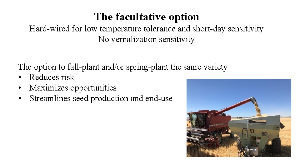 The facultative option Hard-wired for low temperature tolerance and short-day sensitivity No vernalization sensitivity