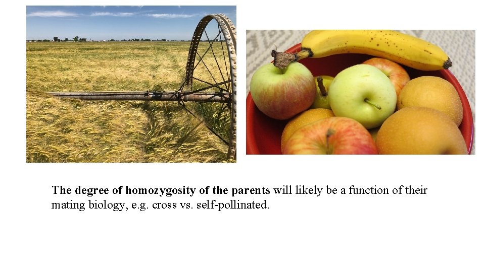 The degree of homozygosity of the parents will likely be a function of their