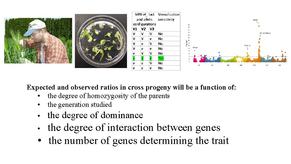 Expected and observed ratios in cross progeny will be a function of: • the