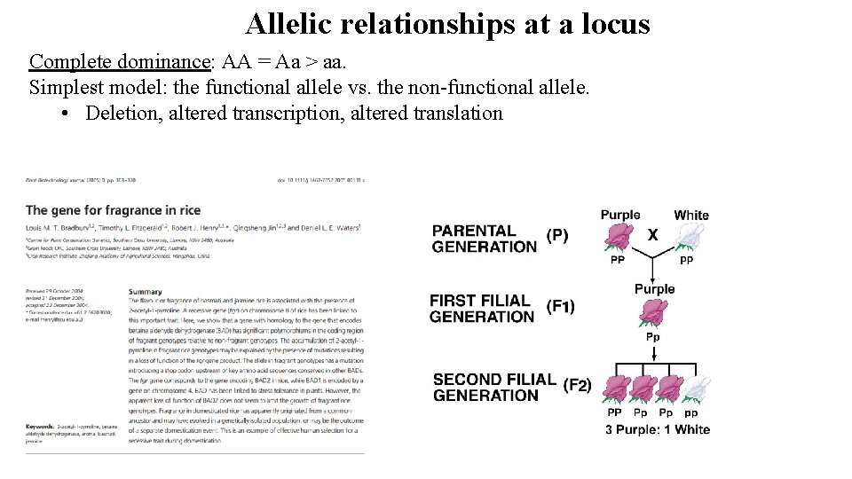 Allelic relationships at a locus Complete dominance: AA = Aa > aa. Simplest model: