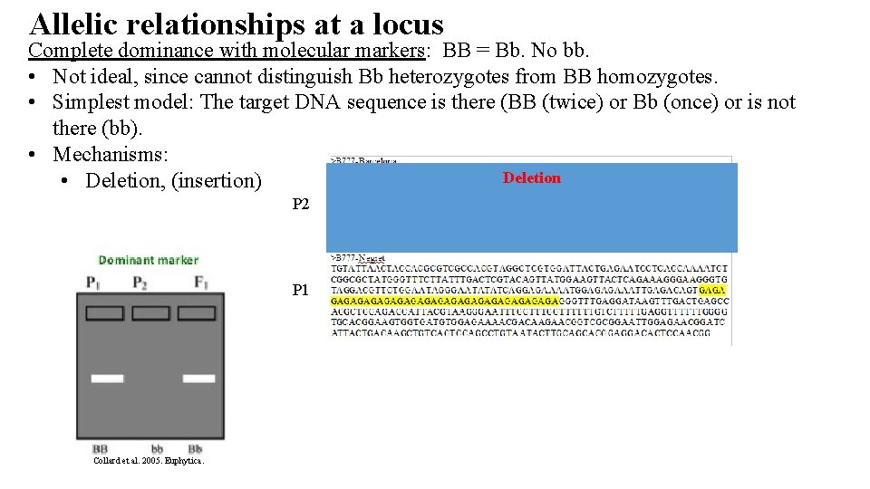 Allelic relationships at a locus Complete dominance with molecular markers: BB = Bb. No