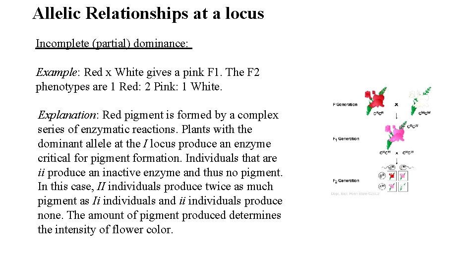 Allelic Relationships at a locus Incomplete (partial) dominance: Example: Red x White gives a