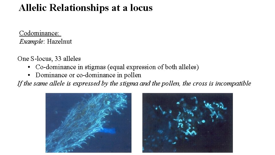 Allelic Relationships at a locus Codominance: Example: Hazelnut One S-locus, 33 alleles • Co-dominance