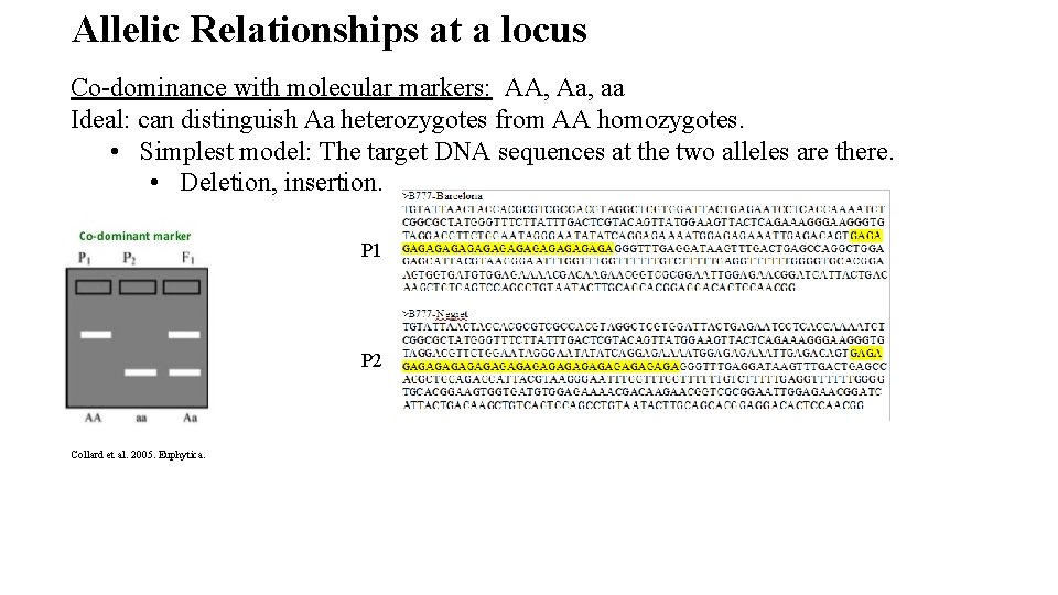 Allelic Relationships at a locus Co-dominance with molecular markers: AA, Aa, aa Ideal: can