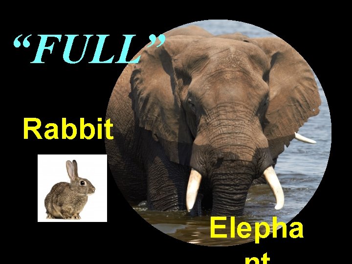 “FULL” Rabbit Elepha 