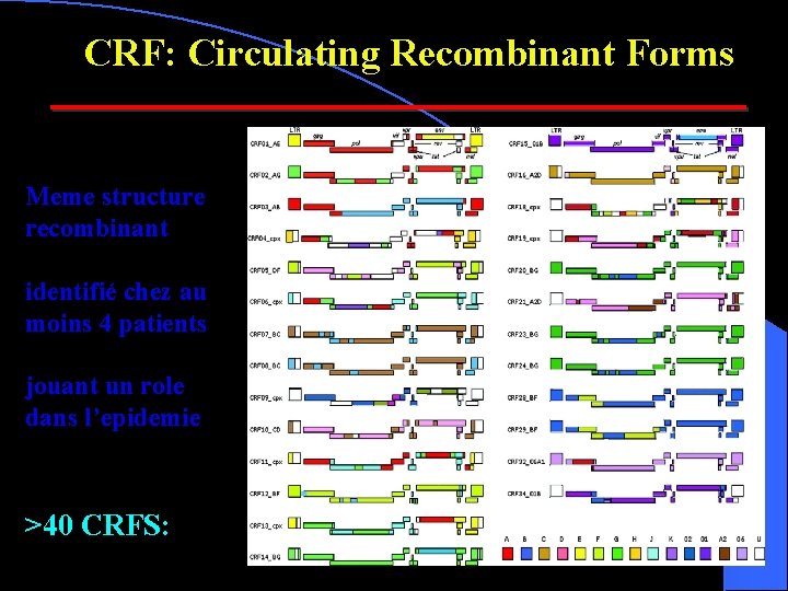 CRF: Circulating Recombinant Forms Meme structure recombinant identifié chez au moins 4 patients jouant