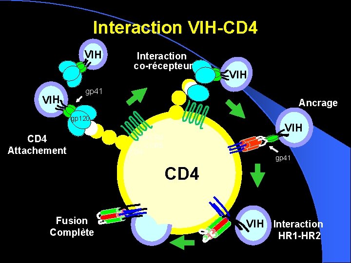 Interaction VIH-CD 4 VIH Interaction co-récepteur VIH gp 41 Ancrage gp 120 CD 4