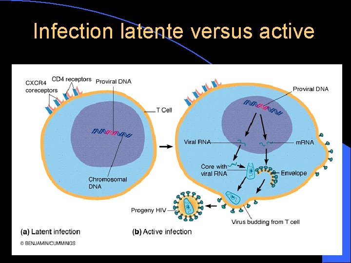 Infection latente versus active 