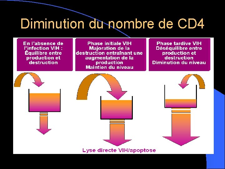 Diminution du nombre de CD 4 