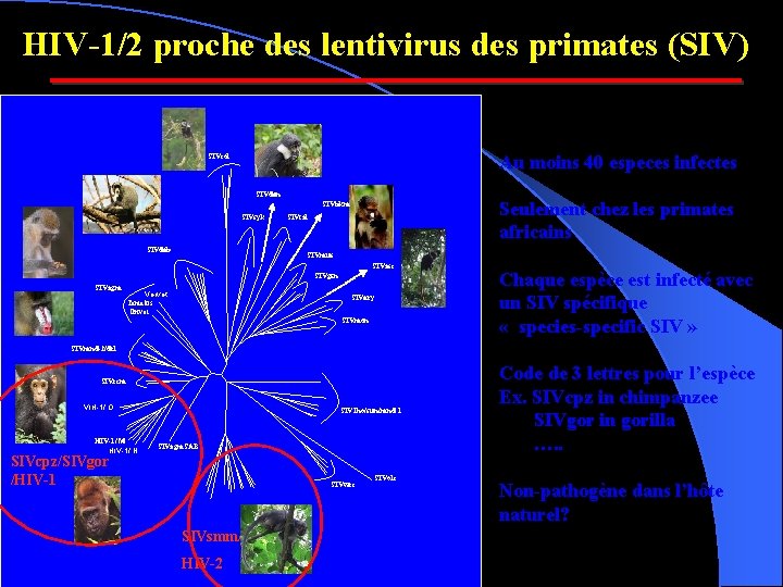 HIV-1/2 proche des lentivirus des primates (SIV) Au moins 40 especes infectes SIVcol SIVden