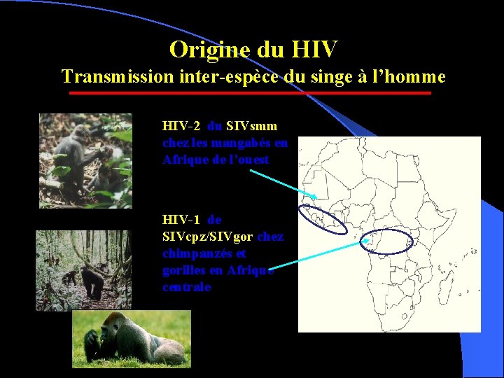 Origine du HIV Transmission inter-espèce du singe à l’homme HIV-2 du SIVsmm chez les