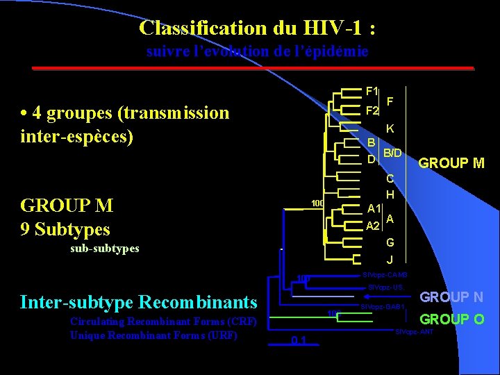 Classification du HIV-1 : suivre l’evolution de l’épidémie F 1 • 4 groupes (transmission