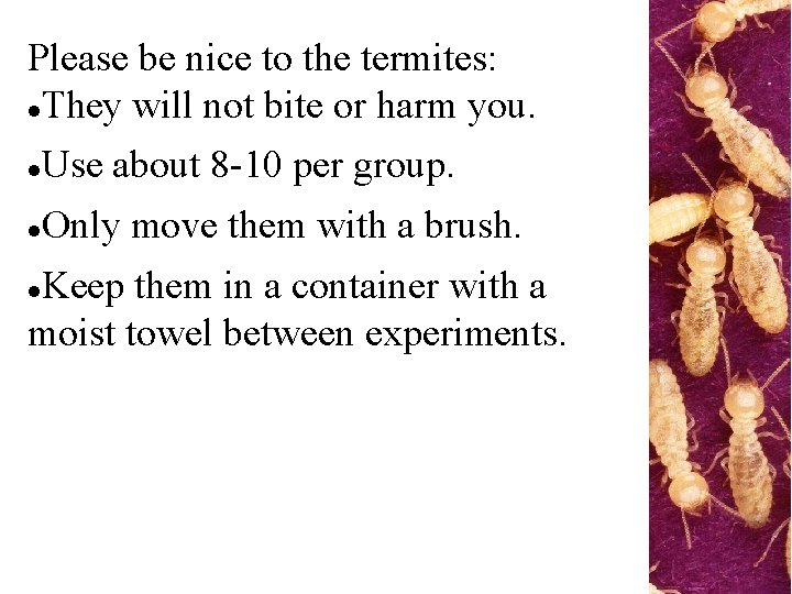 Please be nice to the termites: They will not bite or harm you. Use