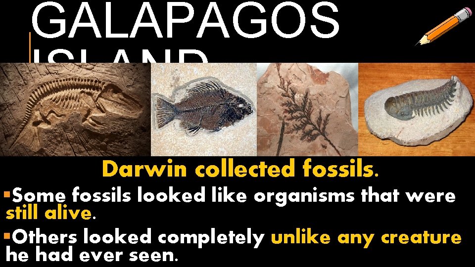 GALAPAGOS ISLAND Darwin collected fossils. §Some fossils looked like organisms that were still alive.