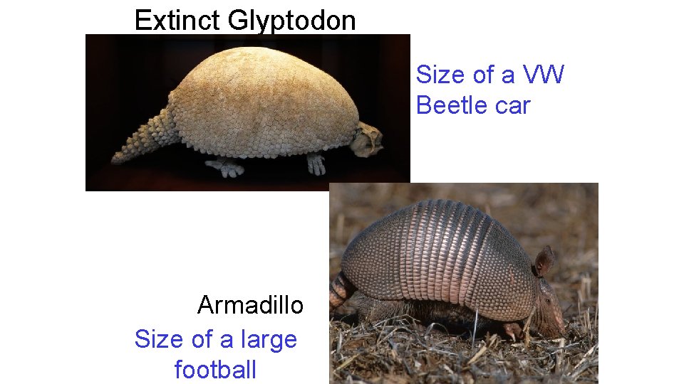 Extinct Glyptodon Size of a VW Beetle car Armadillo Size ofmm a large football