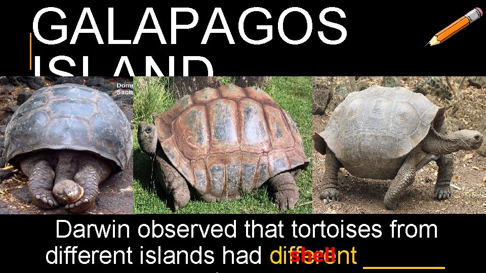 GALAPAGOS ISLAND Darwin observed that tortoises from shell ______ different islands had different 