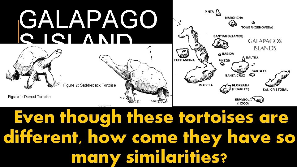 GALAPAGO S ISLAND Even though these tortoises are different, how come they have so