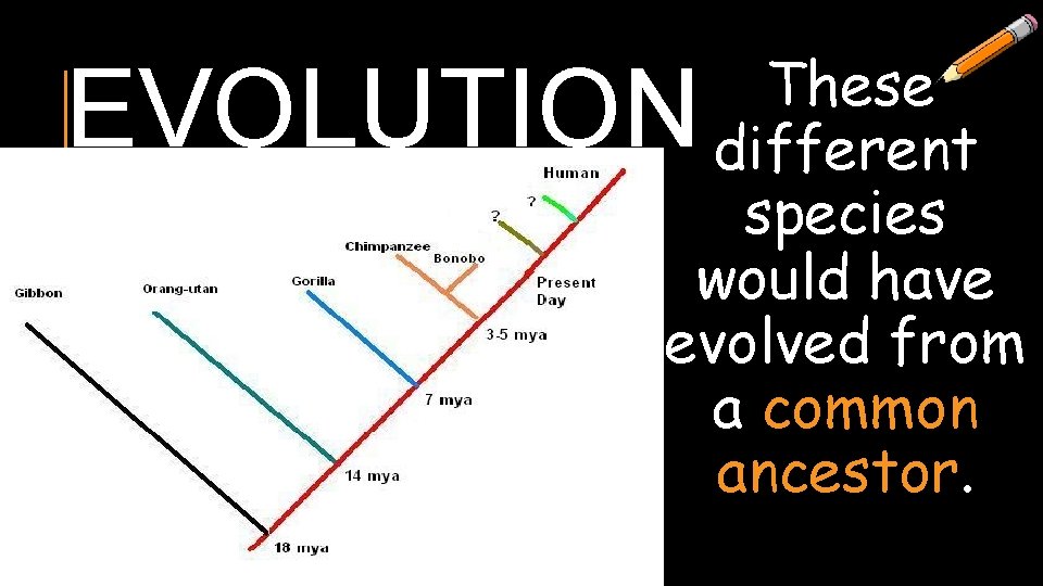 These different species would have evolved from a common ancestor. EVOLUTION 