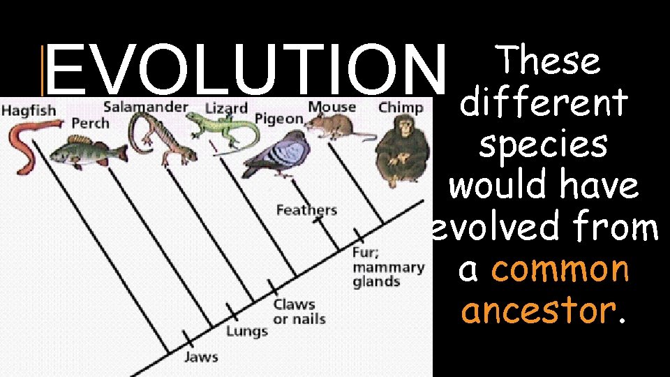 EVOLUTION These different species would have evolved from a common ancestor. 