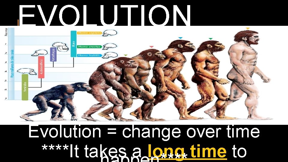 EVOLUTION Evolution = change over time ****It takes a long time to 