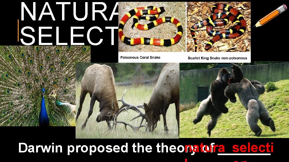 NATURAL SELECTION natura selecti Darwin proposed theory of _______ 