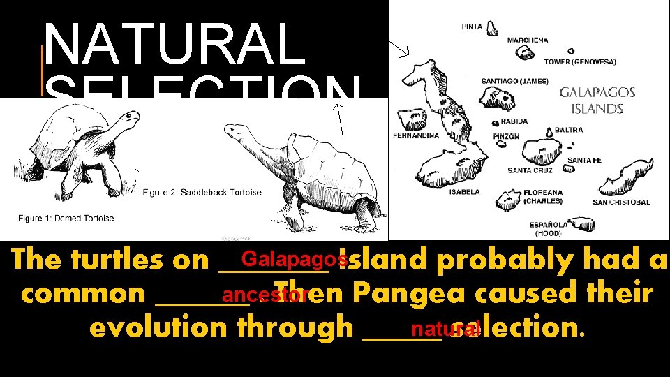 NATURAL SELECTION Galapagos The turtles on _______ Island probably had a ancestor common ______.