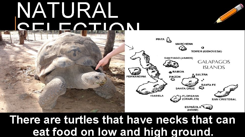 NATURAL SELECTION There are turtles that have necks that can eat food on low