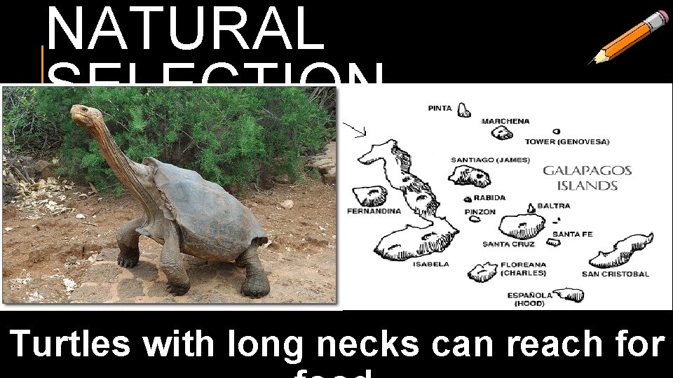 NATURAL SELECTION Turtles with long necks can reach for 