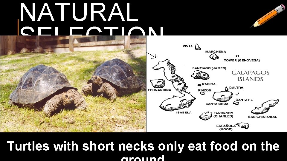 NATURAL SELECTION Turtles with short necks only eat food on the 
