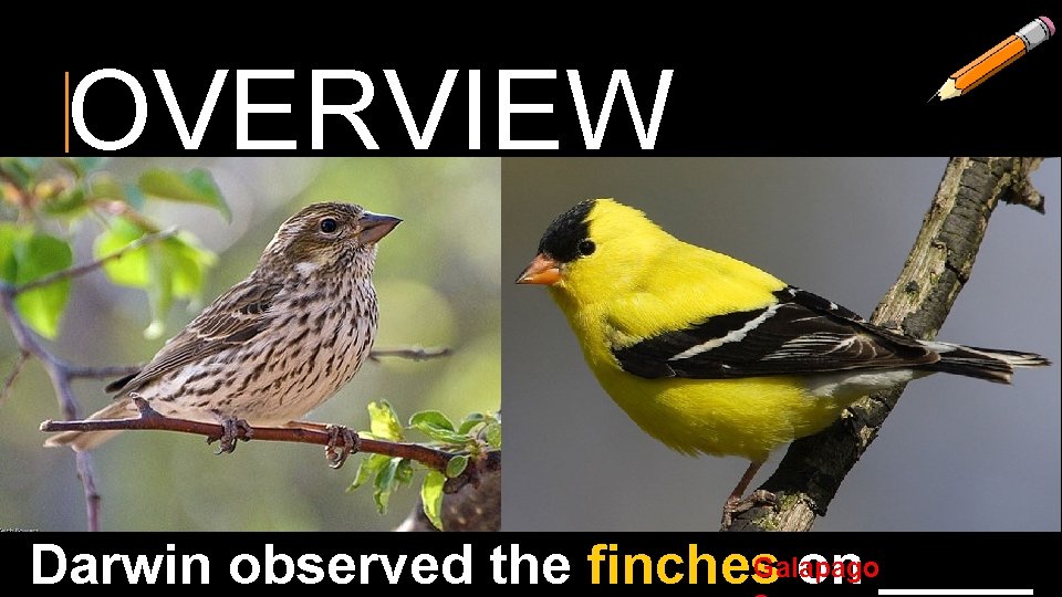 OVERVIEW Darwin observed the finches. Galapago on _____ 