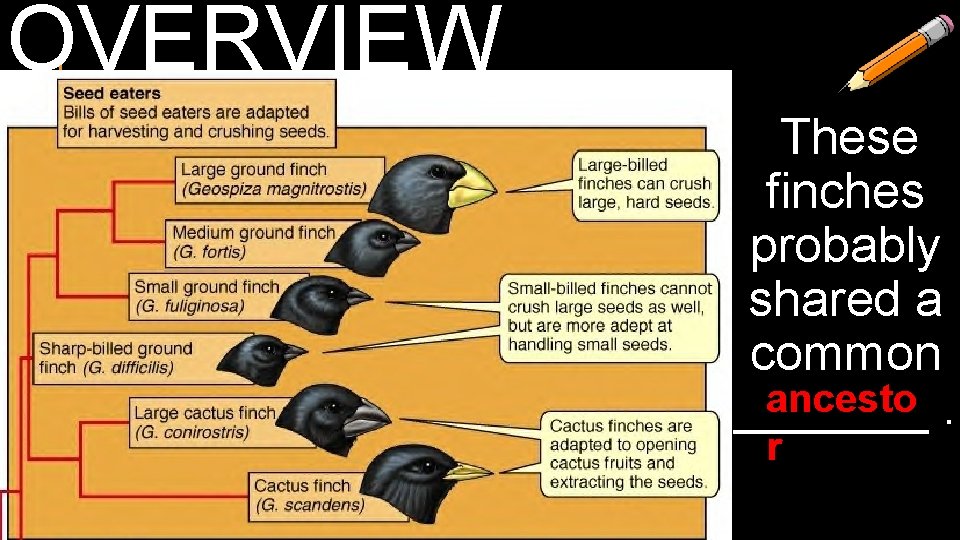 OVERVIEW These finches probably shared a common ancesto. _______ r 