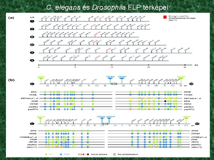 C. elegans és Drosophila FLP térképei 