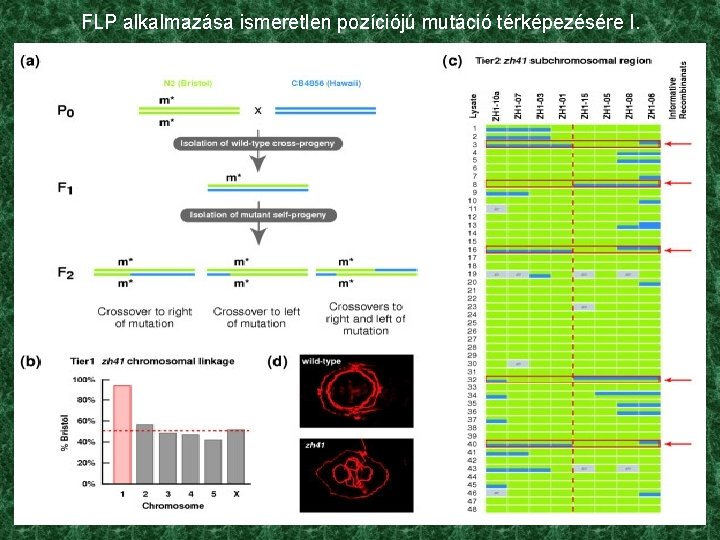 FLP alkalmazása ismeretlen pozíciójú mutáció térképezésére I. 