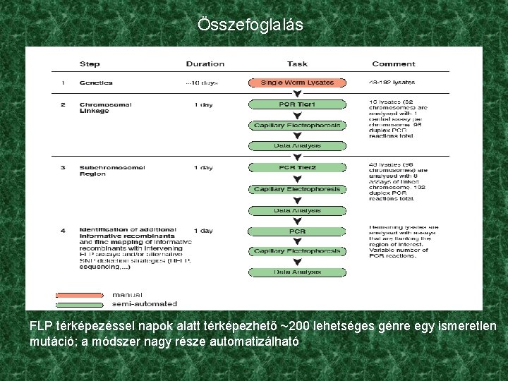 Összefoglalás FLP térképezéssel napok alatt térképezhető ~200 lehetséges génre egy ismeretlen mutáció; a módszer