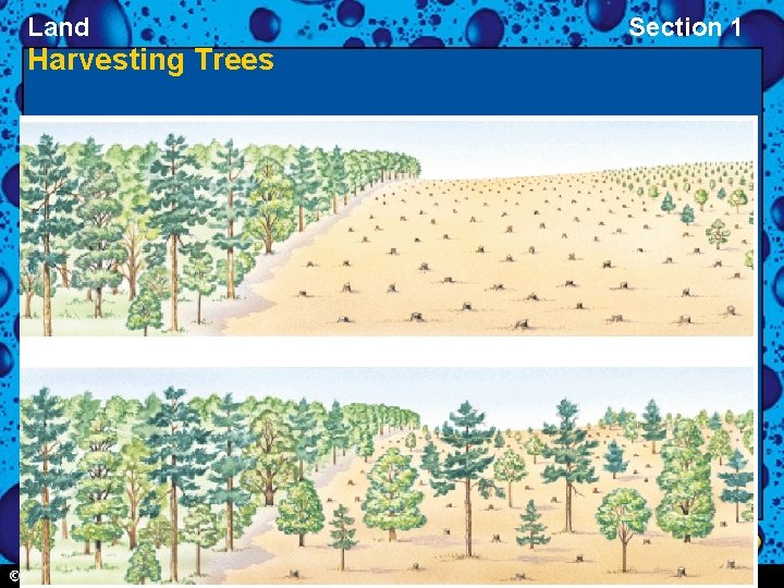 Land Harvesting Trees Section 1 