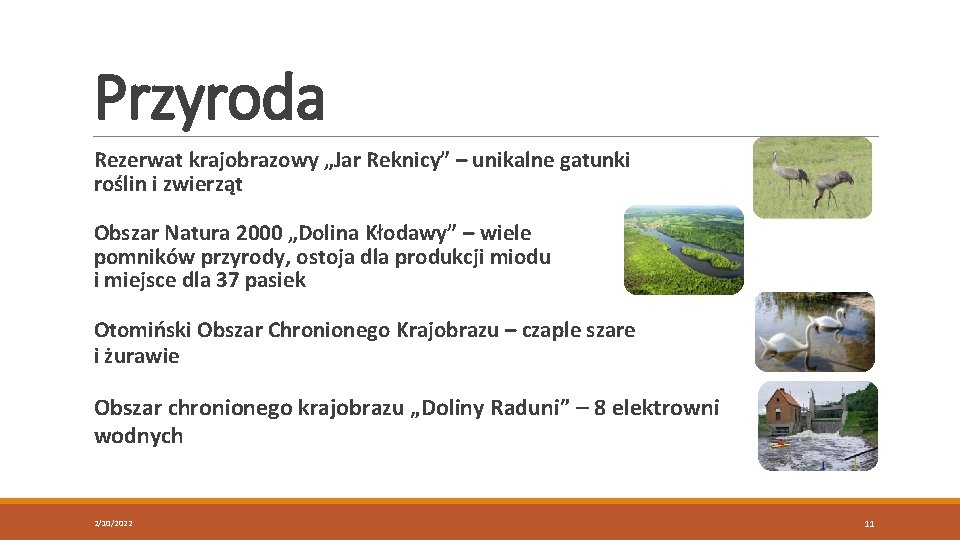 Przyroda Rezerwat krajobrazowy „Jar Reknicy” – unikalne gatunki roślin i zwierząt Obszar Natura 2000