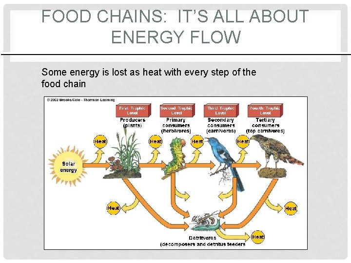 FOOD CHAINS: IT’S ALL ABOUT ENERGY FLOW Some energy is lost as heat with