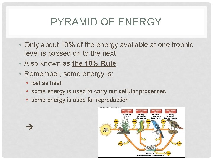 PYRAMID OF ENERGY • Only about 10% of the energy available at one trophic