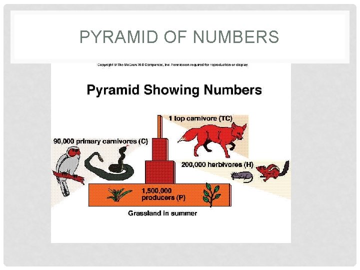 PYRAMID OF NUMBERS 
